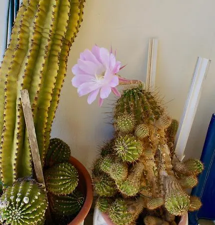 Carlo's Ba27 - Attico Cielo Mare - Санремо